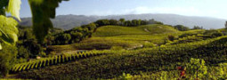 The Wine Cooperative presents Benziger Wines