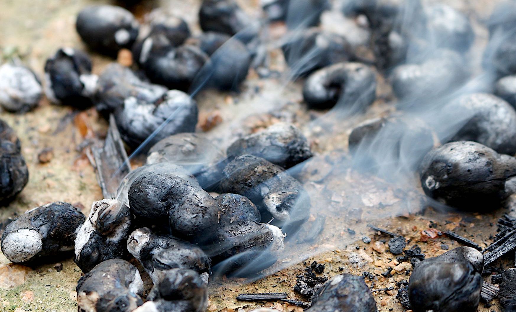 pile of smoking burnt cashews on the ground