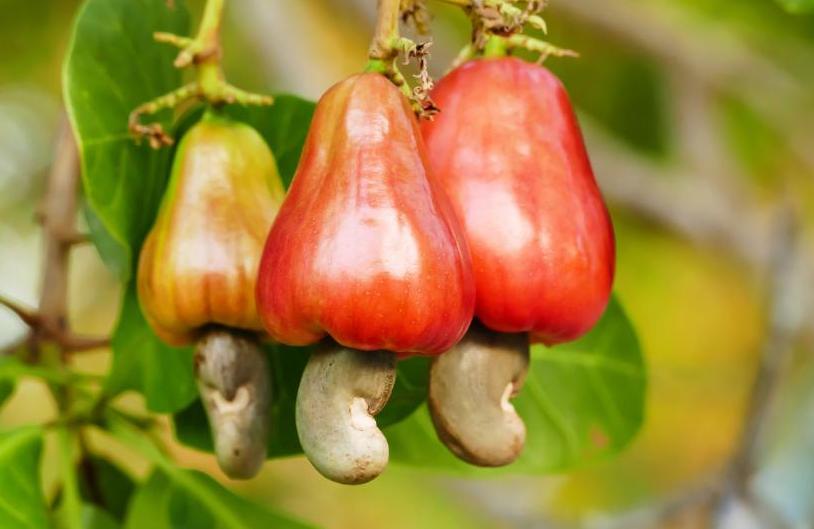 yellow and red cashew fruits hanging from the tree branch