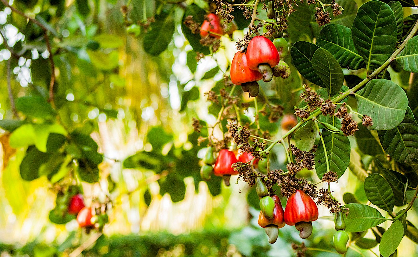 red cashew fruits hanging from the tree branch